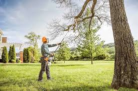 Best Palm Tree Trimming  in Plum, PA