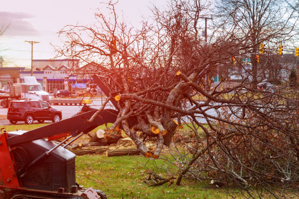 Best Storm Damage Tree Cleanup  in Plum, PA