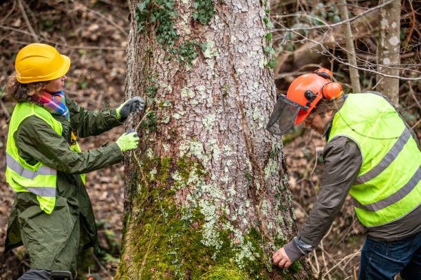 Best Tree Removal  in Plum, PA