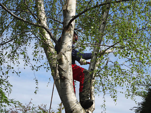 Best Fruit Tree Pruning  in Plum, PA