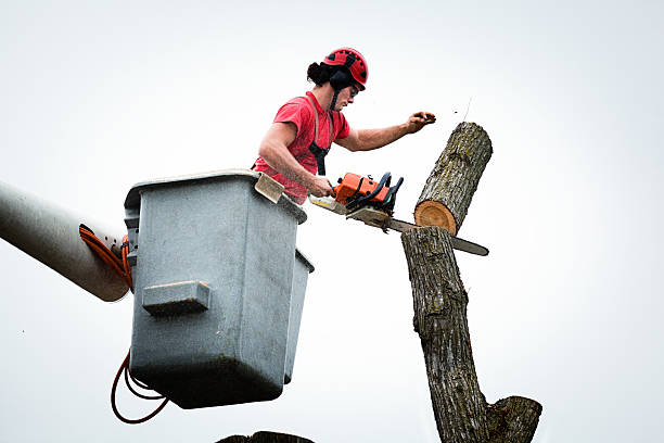 How Our Tree Care Process Works  in  Plum, PA